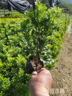 高度25厘米米兰