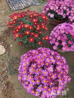 高度30厘米野菊