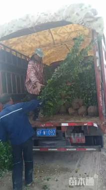 高度180厘米大叶黄杨柱