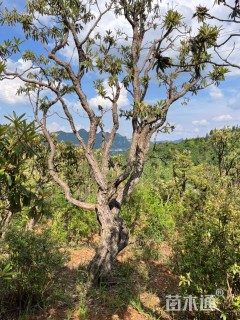 高度300厘米高山杜鹃