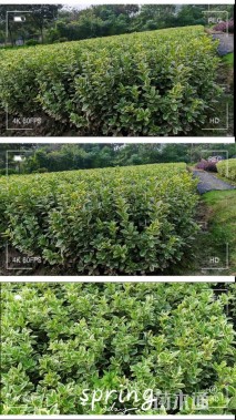 高度40厘米金边黄杨