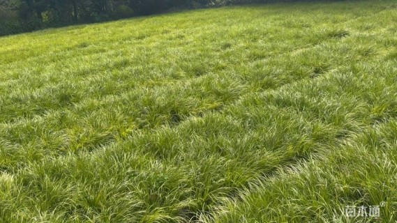 高度30厘米金叶石菖蒲