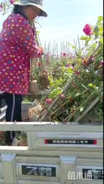 高度180厘米蔷薇