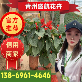 高度18厘米一串红