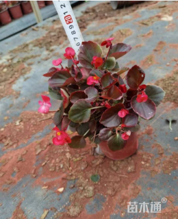 高度25厘米四季海棠
