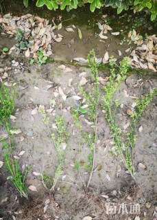 高度40厘米迎春花