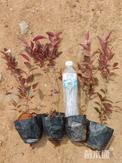 高度35厘米密枝红叶李