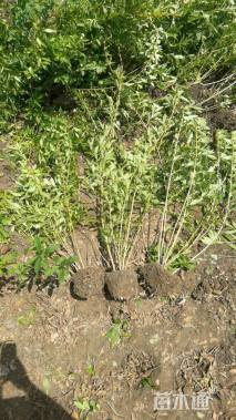 高度100厘米连翘