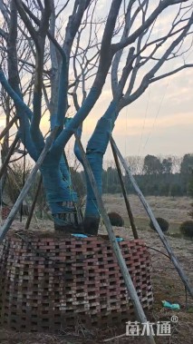 25公分(3杆)丛生朴树