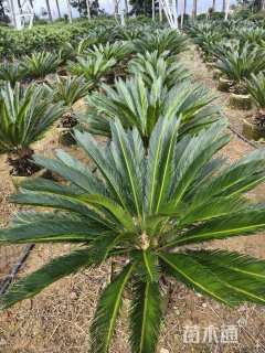 裸干高40厘米铁树