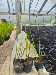 高度40厘米莎草