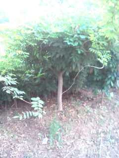 主蔓长100厘米紫藤