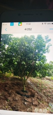 14公分柚子树