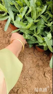 高度20厘米马鞭草