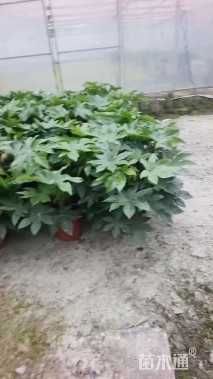 高度60厘米八角金盘