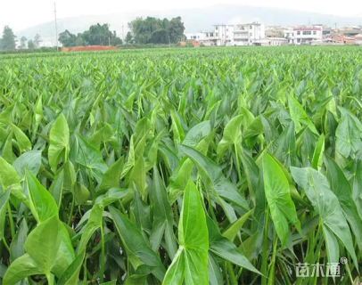 高度40厘米慈姑