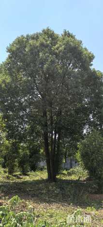 15公分多杆香樟