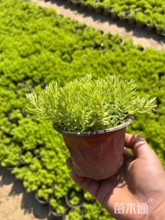 高度8厘米佛甲草