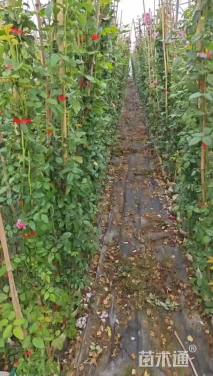 150厘米安吉拉月季