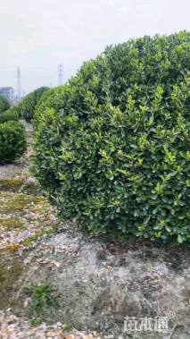 冠幅250厘米海桐球