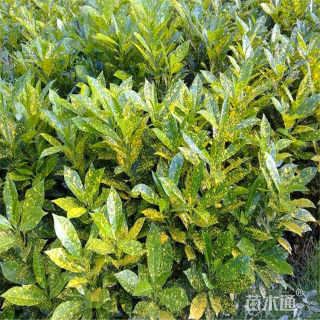 高度40厘米洒金珊瑚小苗