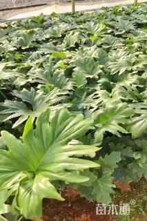 高度40厘米春羽