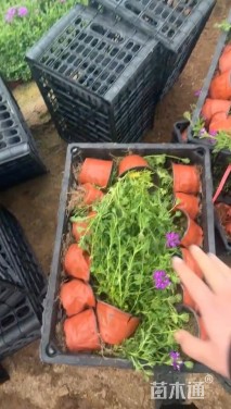 高度25厘米美女樱