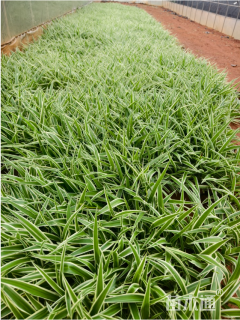 高度35厘米金边吊兰