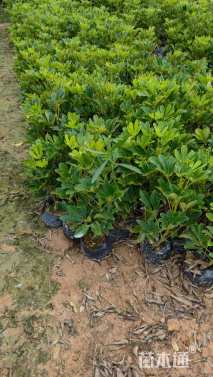 高度30厘米鸭脚木