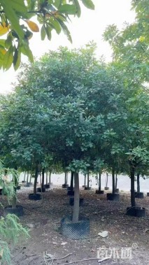 12公分红花玉蕊