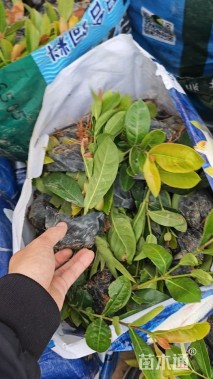 高度21厘米龙船花