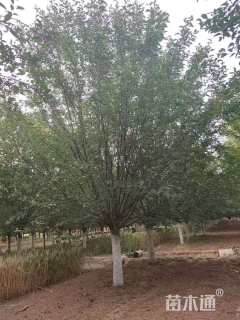 14公分绚丽海棠