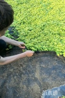 高度10厘米过路黄