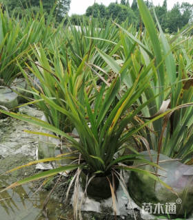 高度120厘米新西兰亚麻