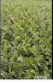 高度20厘米蓍草