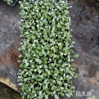 高度5厘米银叶菊