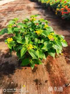 冠幅20厘米五色梅