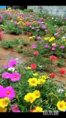 高度15厘米太阳花