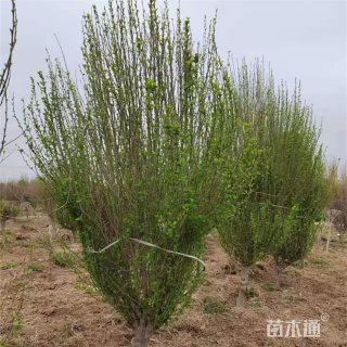 高度250厘米丛生木槿