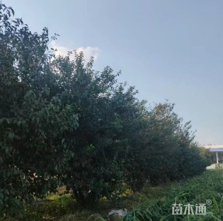 高度270厘米丛生蜡梅