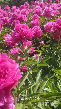 高度75厘米芍药