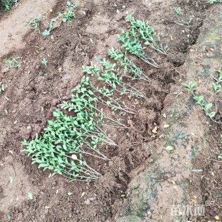 高度60厘米大叶黄杨