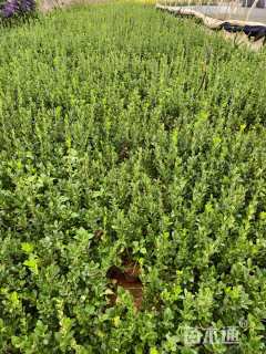 高度25厘米大叶黄杨