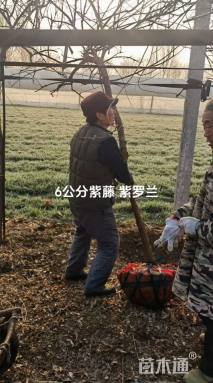 高度400厘米紫罗兰