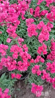 高度20厘米金鱼草