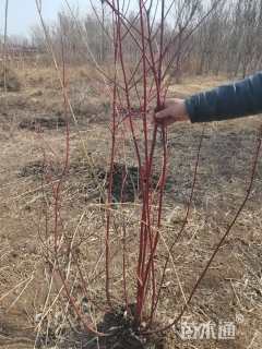 高度60厘米红瑞木