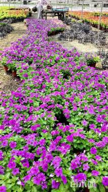 高度30厘米长春花