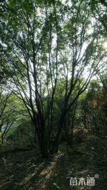 高度600厘米丛生蒙古栎