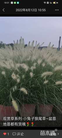 高度40厘米小兔子狼尾草