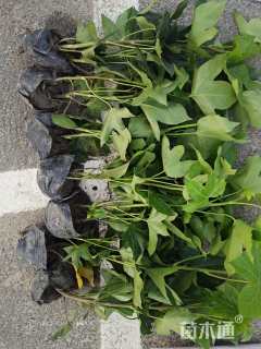 高度30厘米熊掌木小苗